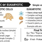 prokaryotic or eukaryotic